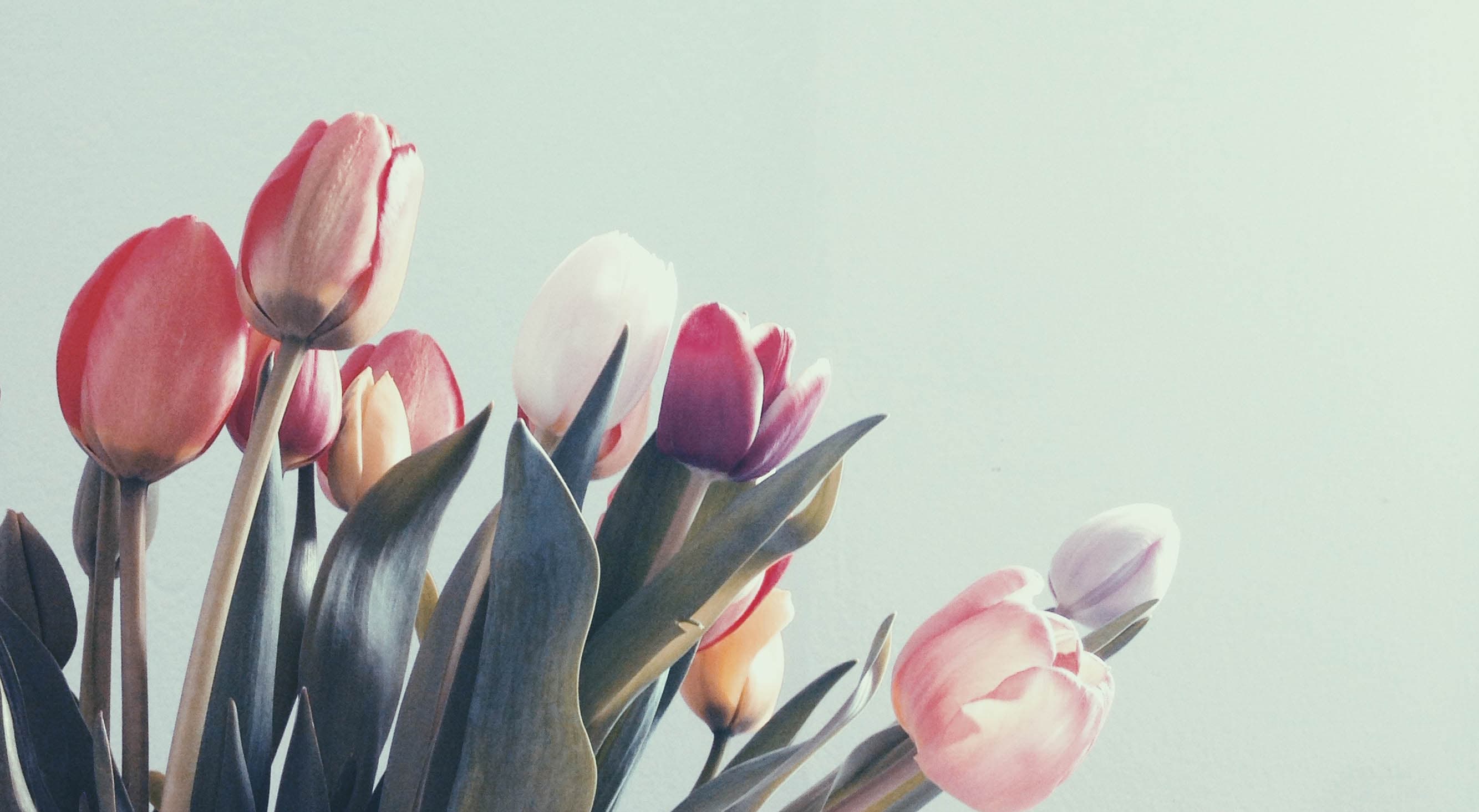 tulipaner